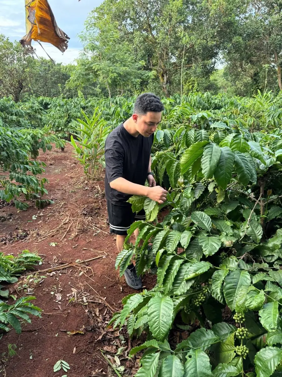 Robusta and Arabica coffee farm in Vietnam