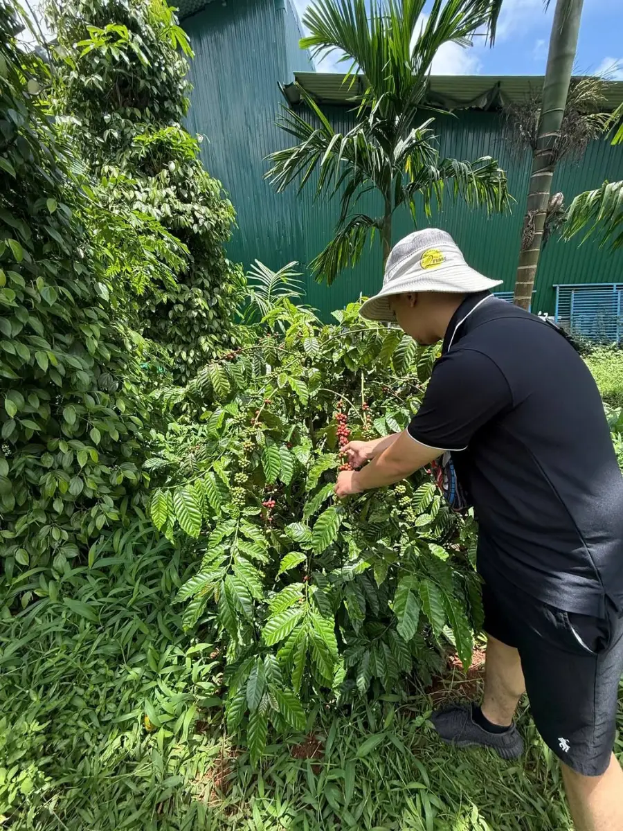 Robusta coffee cherries at a Vietnamese farm
